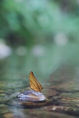 dragonfly on the leaf