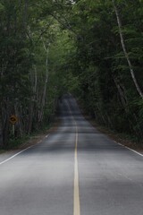 Obraz premium road in the forest