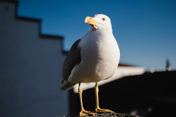 Seagull close-up in an old European city.