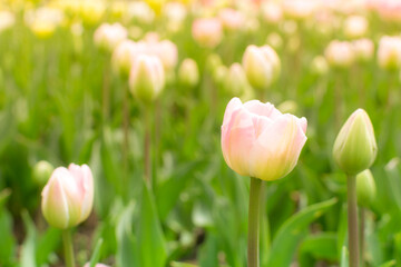Pink tulips in pastel coral tints at blurry background, closeup. Flowers in the garden. Fresh spring nature