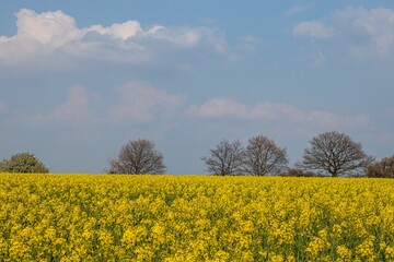 Obraz premium rapeseed field with trees on the horizon
