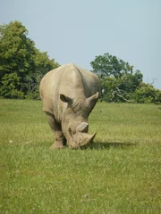 Zelfklevend Fotobehang rhino in the grass © Karen
