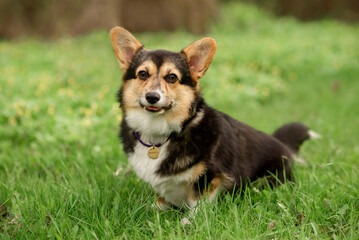 corgi puppy on the grass