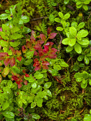 Fresh blueberry leaves in green and red colors. Nature patterns and texture background. Close-up of bilberry plants in harvesting season. Seasonal concept - autumn 