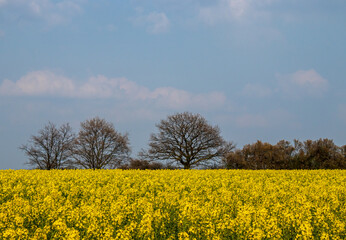 Obraz premium rapeseed field with trees on the horizon