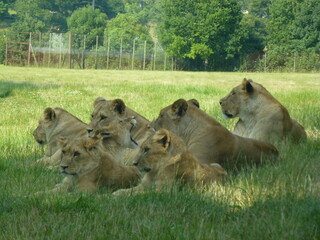 lion and lioness in zoo
