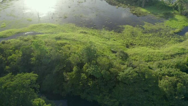Aerial: jungle wetland habitat in remote rainforest, Pantanal wildlife