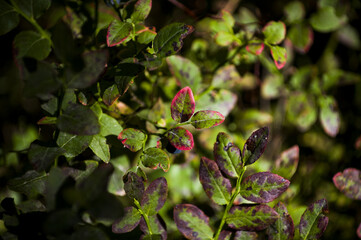 Fresh blueberry leaves in green and red colors. Nature patterns and texture background. Close-up of bilberry plants in harvesting season. Seasonal concept - autumn 
