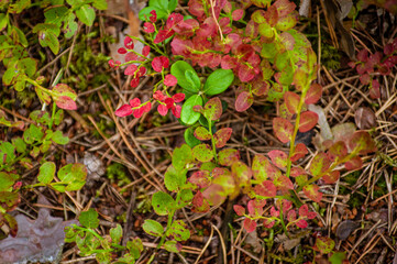 Fresh blueberry leaves in green and red colors. Nature patterns and texture background. Close-up of bilberry plants in harvesting season. Seasonal concept - autumn 