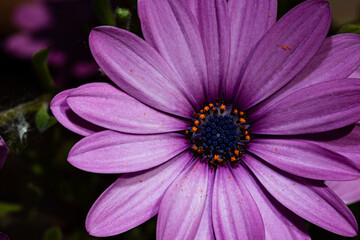 Obraz premium Dimosfoteca de color morado.
