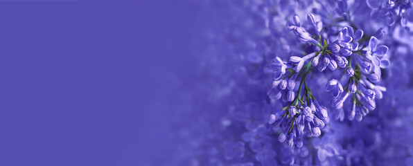 Fototapeta fioletowe kwiaty bzu kwitnące w ogrodzie jako baner, fioletowe tło obraz