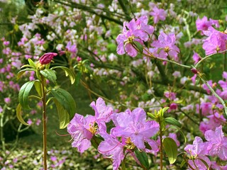 Beautiful pink flowers azalea in the garden.