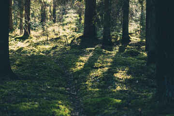 Obraz premium typical forest ground in northern Europe with moss and coniferous trees, long shadows of trees in sunny weather