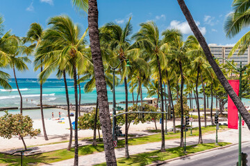 Waikiki Beach behind the palm trees, turquoise water color wit surfers in Honolulu, Hawaii