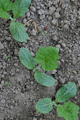 closeup the bunch ripe green round gourd vine plant seedling and soil heap in the farm soft focus natural green brown background.