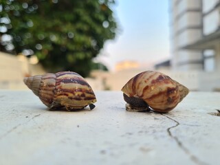 2 snails crawling over the smell