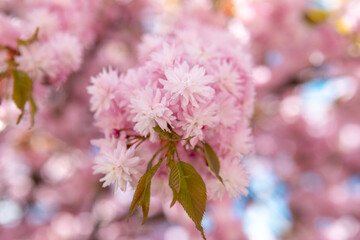 blooming sakura cherry tree