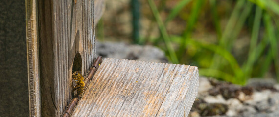 Biene an Bienenstock