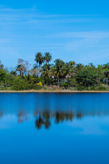 Naples Botanical Garden Reflections On Deep Lake South Florida Palm Trees