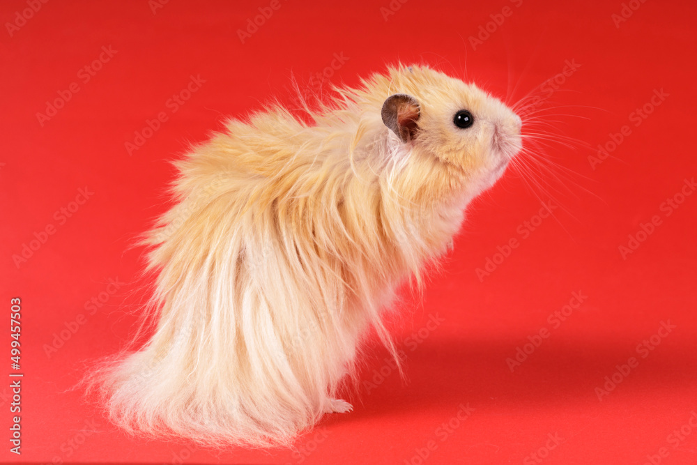 Poster fluffy angora hamster on a red background