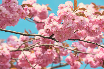 Cherry blossom flower in bloom on tree with blue sky background