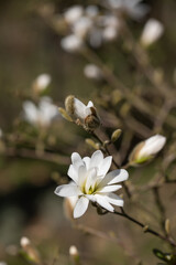biała kwitnąca magnolia gwiazdowa w wiosennym ogrodzie	