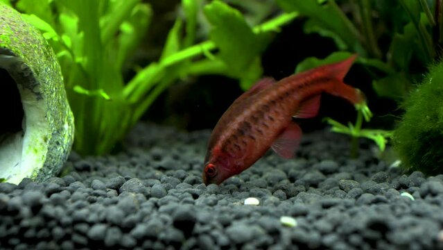 cherry barbus fish eating food in an aquarium
