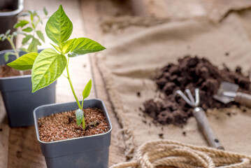 Pepper seedlings with dew drops in a pot on a wooden table. Garden tool and earth.