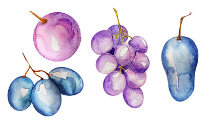 Grape berries watercolor isolated elements. Template for decorating designs and illustrations.