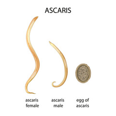 Ascaris  illustration, parasitic nematode. Type of parasitic worm Male and female. Ascaris egg. Vector.