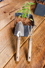 shovel and rake for seedling care. Plant care. Planting plants.