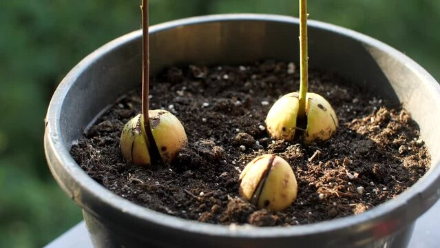 Avocado nut planted in the ground in a home flowerpot. 