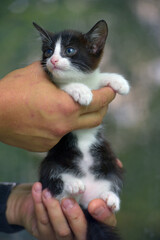 small black and white kitten in hands