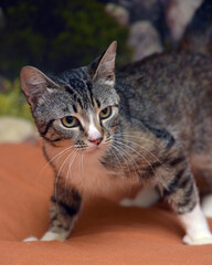 gray and white european shorthair cat