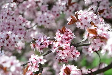 Fototapeta na wymiar pink flowers in the tree at spring