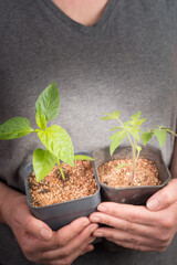 woman's hands hold a pot with seedlings for spring planting
