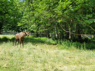 Wisentgehege Springe (Germany)