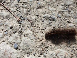 caterpillar on the ground