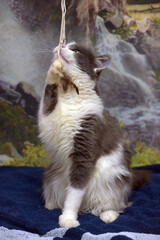 gray and white fluffy Norwegian forest cat playful