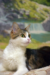 Naklejka na ściany i meble cute big-eyed fluffy brown and white cat