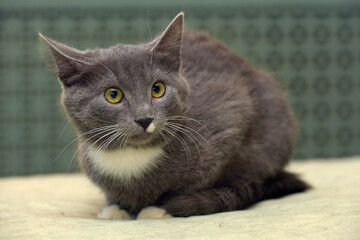 gray with white breasts kitten