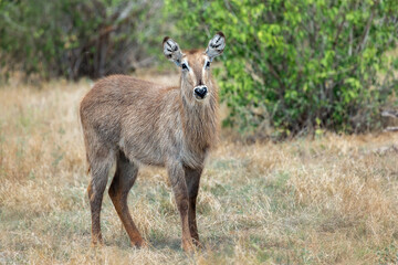 The waterbuck (Kobus ellipsiprymnus) is a large antelope .Tsavo National Park. Kenya. Africa