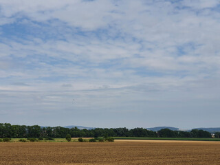 Obraz premium field of wheat