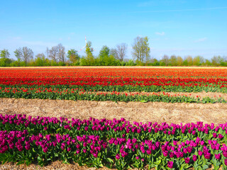 Fototapeta premium Tulip agriculture - blooming tulip fields in many colors