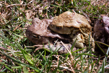 Mating frogs by the pond in spring