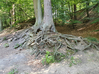 roots of tree