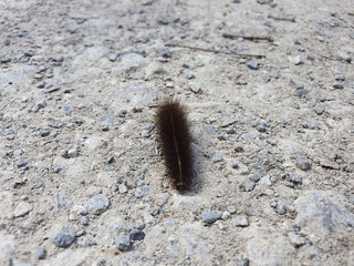 caterpillar on the ground