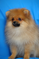 red spitz on a blue background