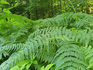 fern leaves