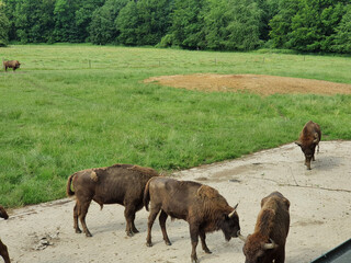 Wisentgehege Springe (Germany)